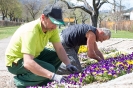 2015-04-15 Stadtgärtner beim Blumen setzen