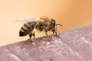 2015-05-31- Tag des offenen Bienenstocks in Kals