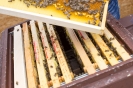 2015-05-31- Tag des offenen Bienenstocks in Kals