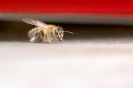 2015-05-31- Tag des offenen Bienenstocks in Kals