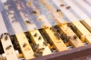 2015-05-31- Tag des offenen Bienenstocks in Kals