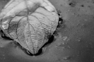 Photowalk Tristacher See (18.10.2015)