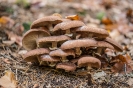 Photowalk Tristacher See (18.10.2015)_25