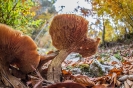 Photowalk Tristacher See (18.10.2015)_26