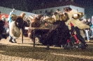 Tischzichen der Krampusgruppe Frieden (26.11.2016)_31