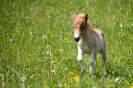 Mini Ponyfohlen (21.5.2017)_10