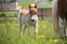 Mini Ponyfohlen (21.5.2017)