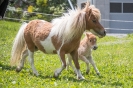 Mini Ponyfohlen (21.5.2017)_2