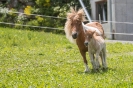 Mini Ponyfohlen (21.5.2017)_3