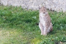 Wildpark Assling (17.10.2017)