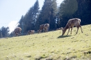 Wildpark Assling (30.4.2017)_26