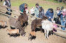 Wildpark Assling (30.4.2017)_27