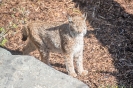 Wildpark Assling (30.4.2017)_29