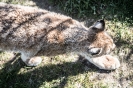 Wildpark Assling (30.4.2017)_30