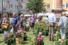 Rosen in der Oberen Altstadt Lienz (23.6.2018)